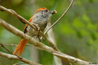 PICHORORÈ (Synallaxis ruficapilla)